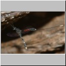 Gasteruption cf jaculator - Gichtwespe w02g 15mm.jpg